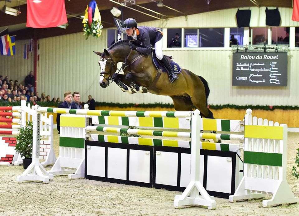 BALOU DU ROUET - Warmblood Stallion